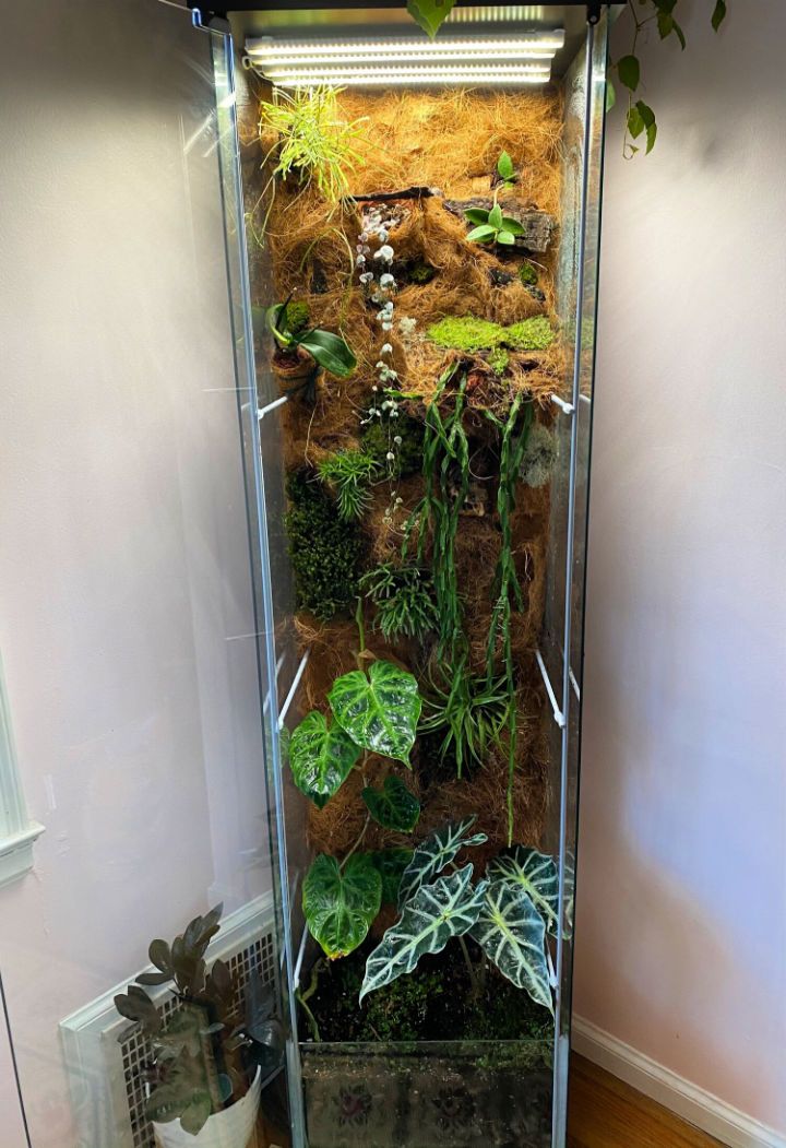 Build an Extra Large Terrarium