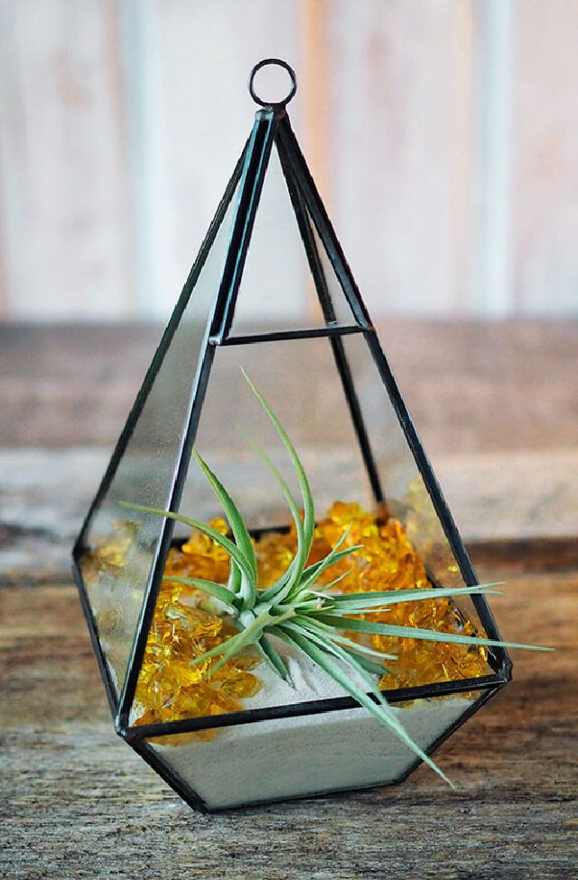 Cool DIY Air Plant Terrarium