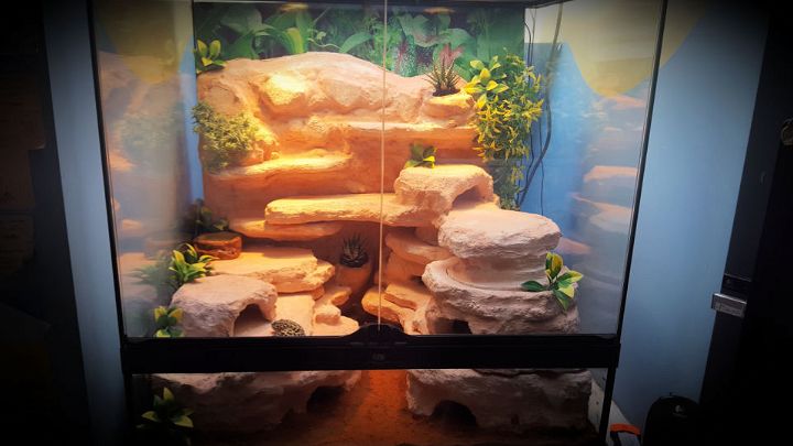 Custom Terrarium for Leopard Gecko