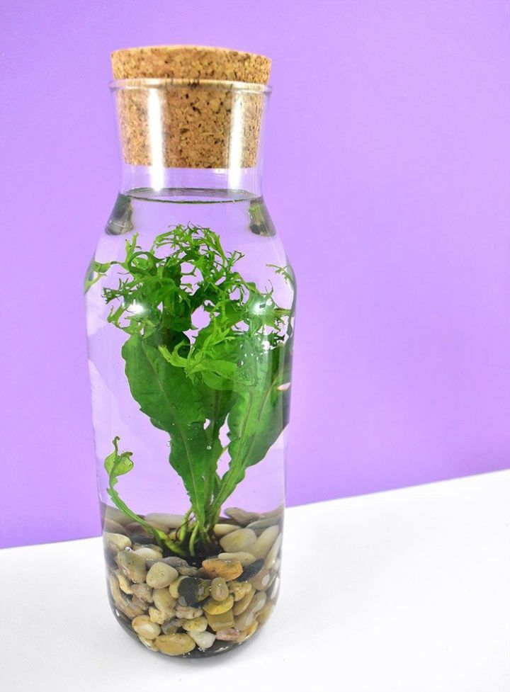 No Care Required Water Terrarium