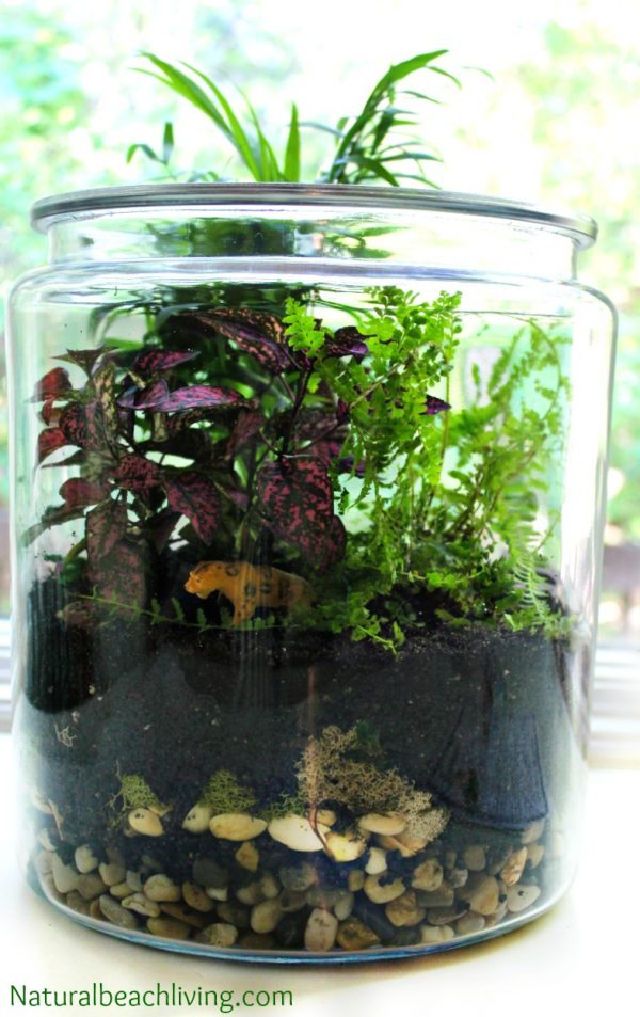 DIY Rainforest Terrarium in a Jar