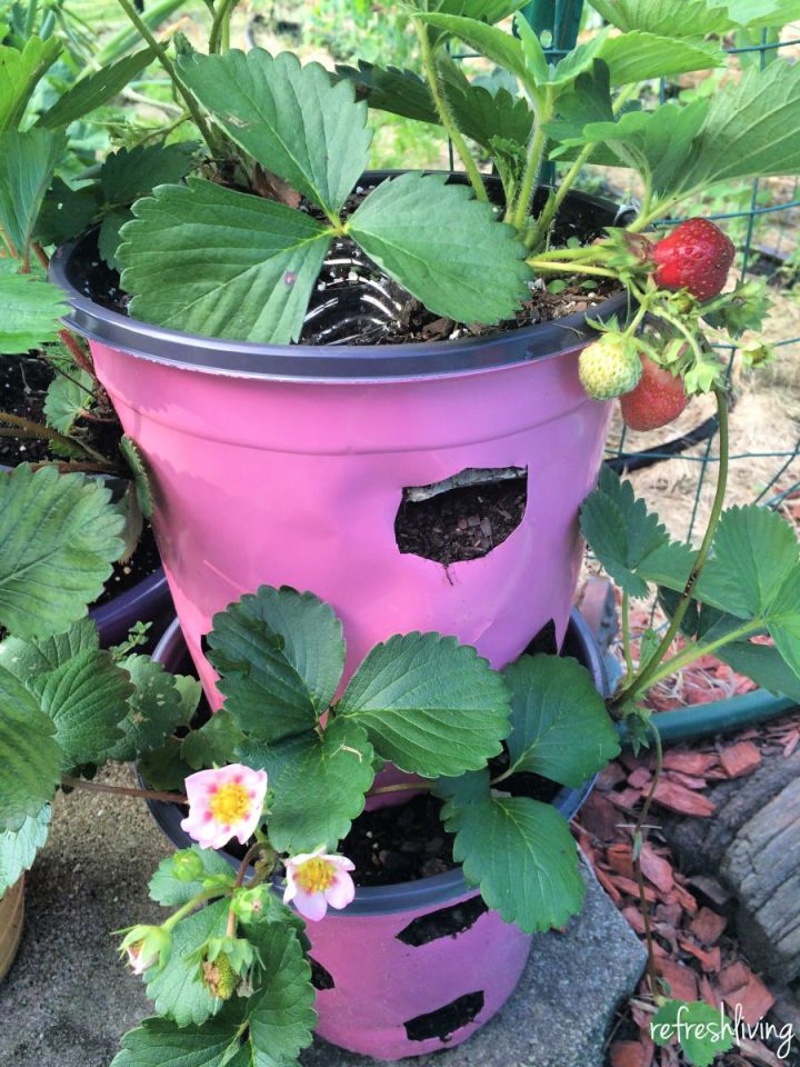 Strawberry Planter from Recycled Gallon
