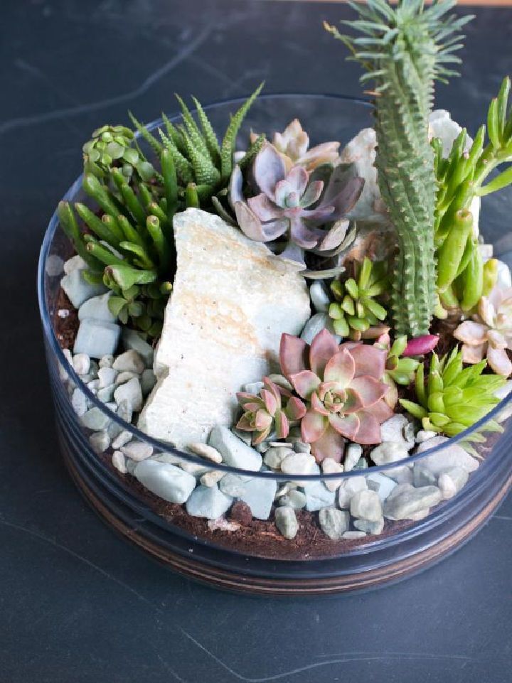 Tabletop Succulent Terrarium